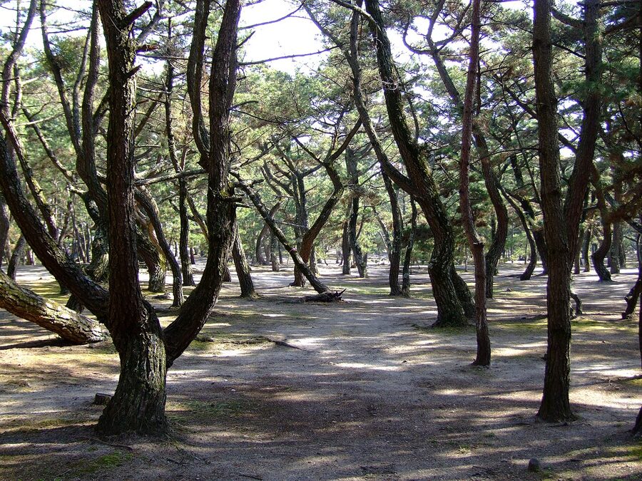Keino Matsubara pine grove on Awaji's west coast
