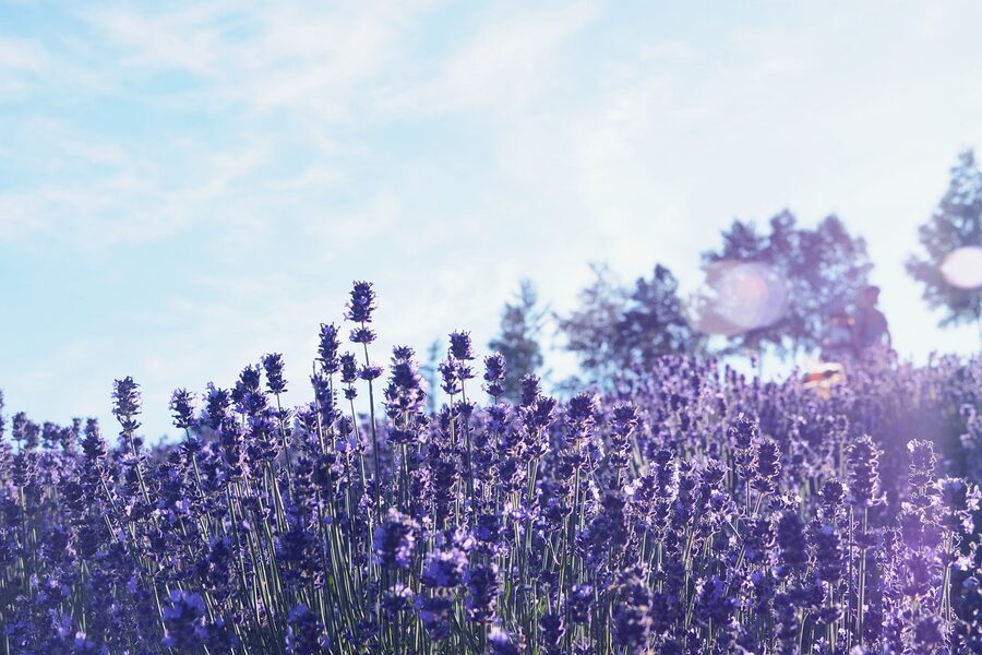 Furano lavender field at sunset