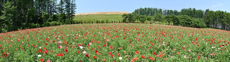 Patchwork crop fields in Biei, Hokkaido in summer