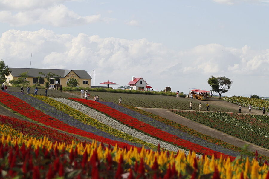 Shikisai-no-Oka flower hill, Biei in August