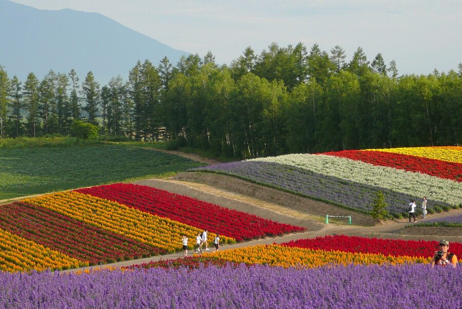 Shikisai-no-Oka summer poppies, Biei