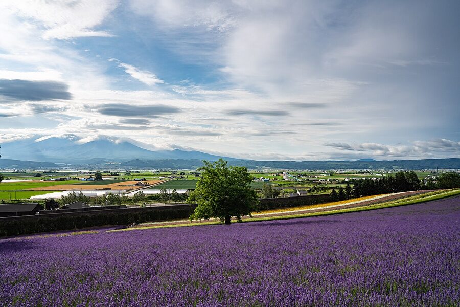 Farm Tomita rows of lavender, Nakafurano