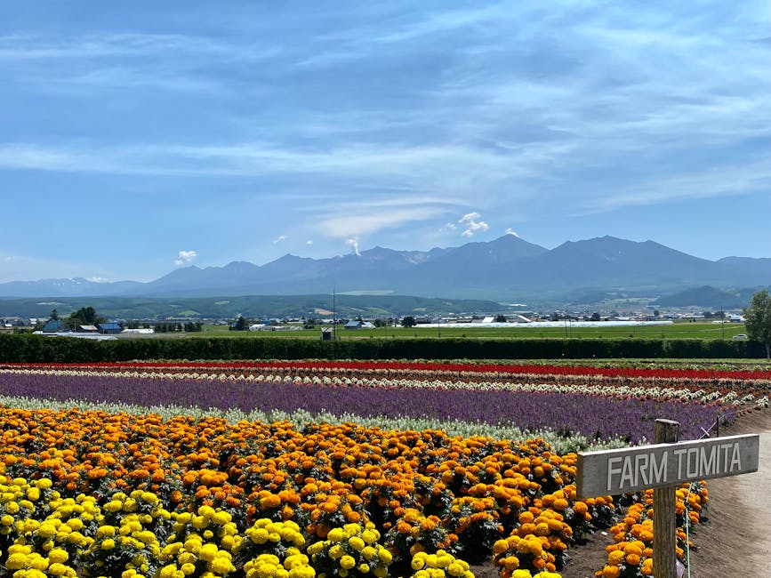 Tomita Farm flowers with mountain backdrop