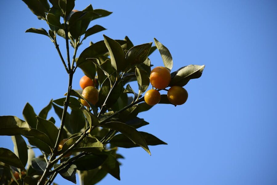 Mandarin orange branch heavy with ripe fruit against blue sky