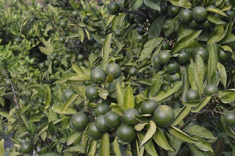 Mandarin orange terraces on Okamura Island, the citrus that made these islands famous