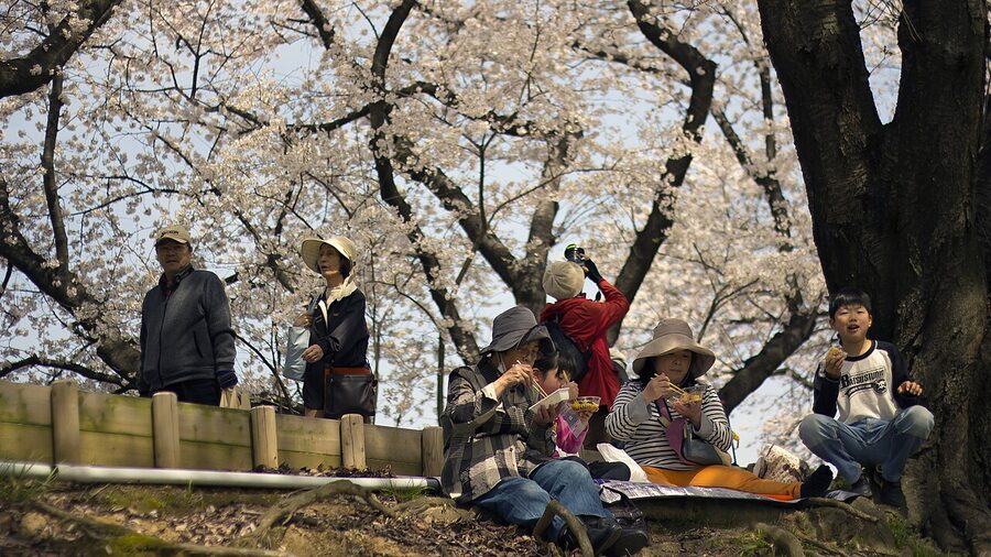 The Sewaritei levee with rows of cherry trees in Yawata, Kyoto