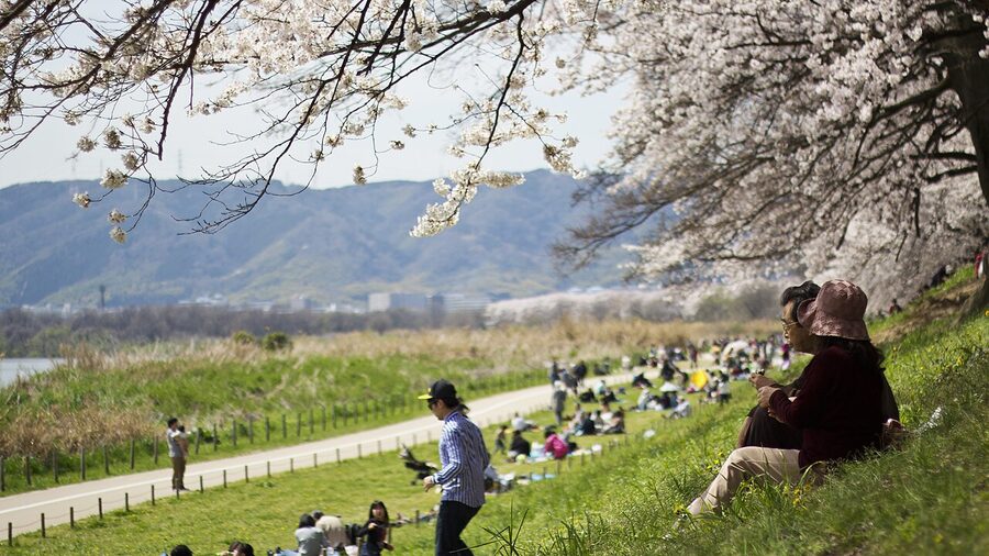 Hanami at Sewaritei with cherry trees in full bloom
