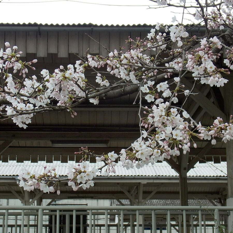 Cherry tree blooming at Yoshinoguchi station platform