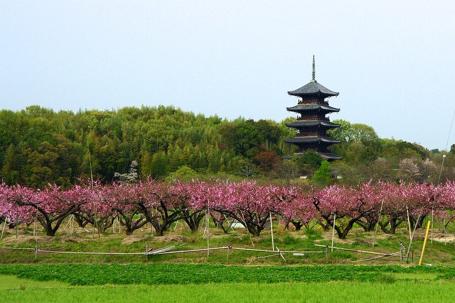 The pagoda at Bitchu Kokubunji surrounded by cherry blossoms in spring