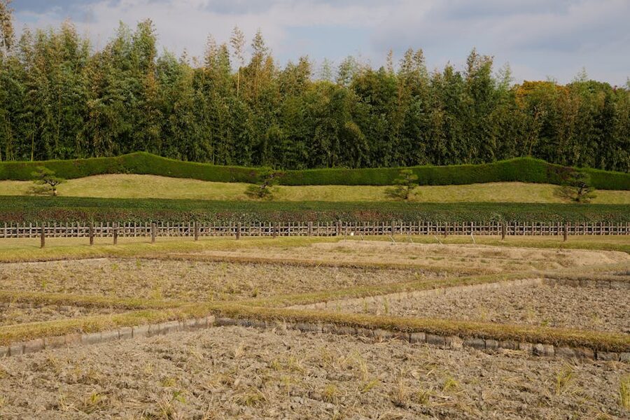 A pruned section of Korakuen Garden in Okayama