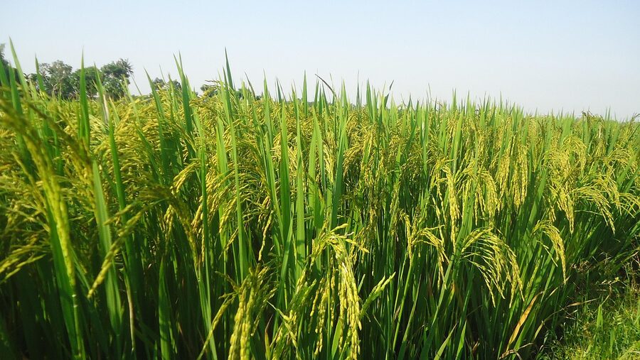 A flooded rice paddy in spring along a Japanese cycling route