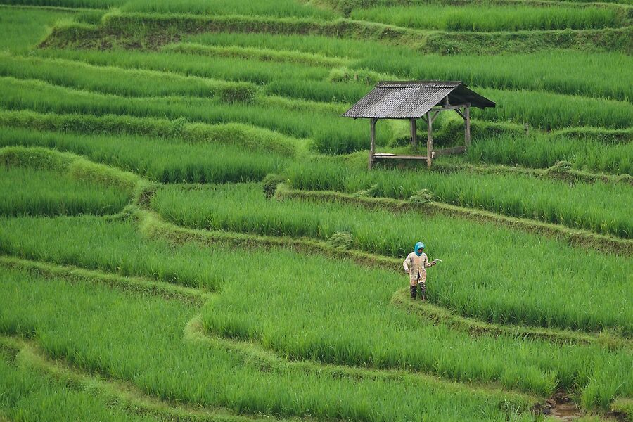 A Japanese rice paddy in mid-summer