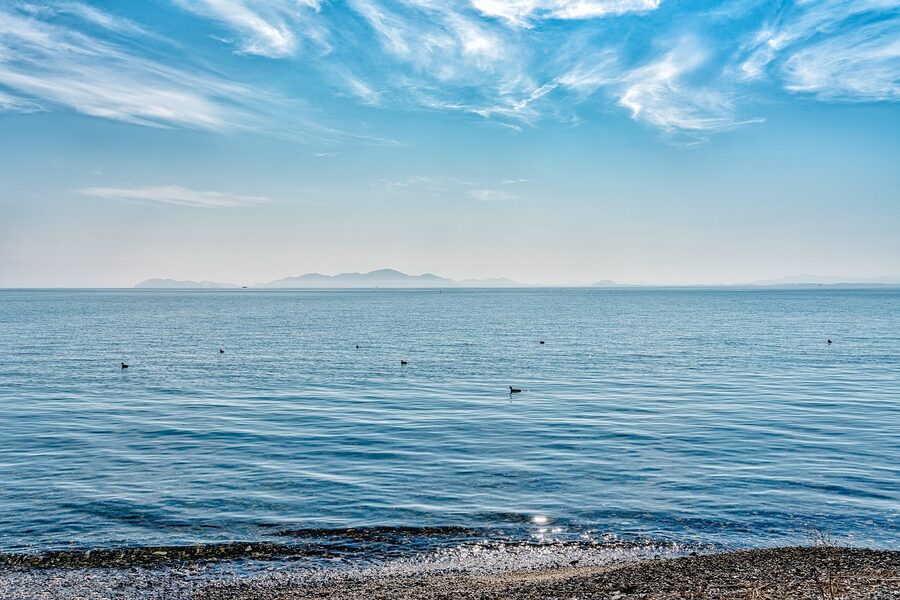 Birds and reeds on Lake Biwa shoreline