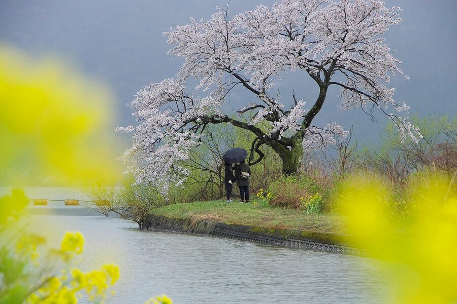 Cherry blossom by Lake Biwa shoreline in spring