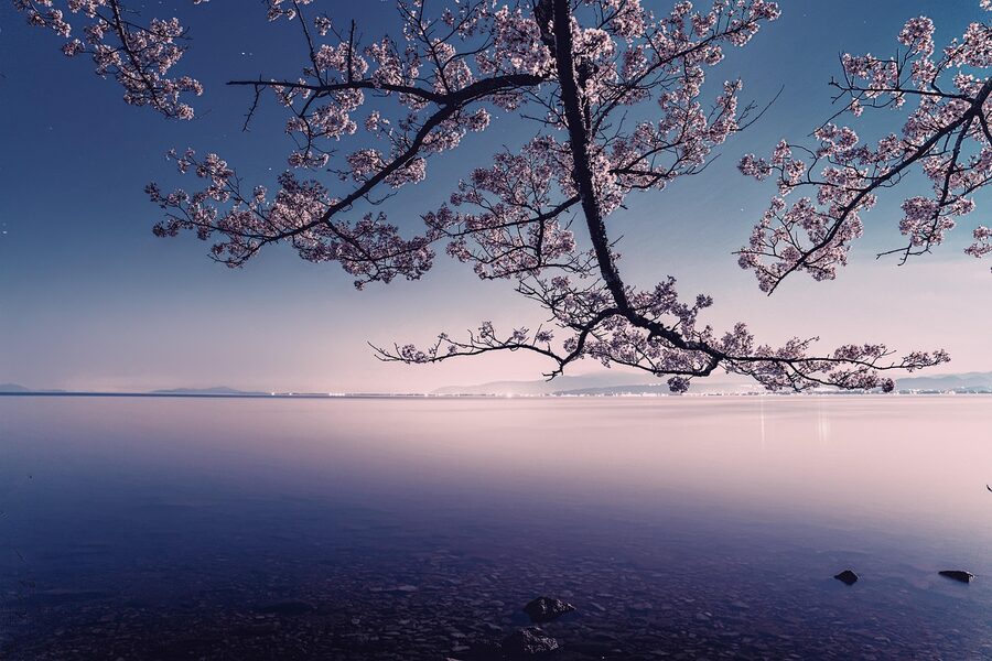 Cherry blossoms by Lake Biwa at sunset