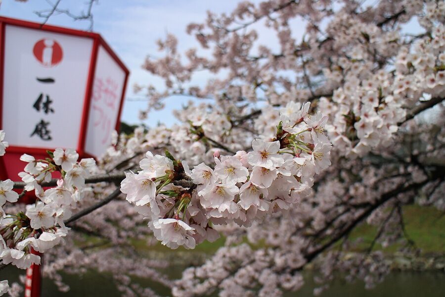 Cherry blossoms in front of Hikone Castle in spring