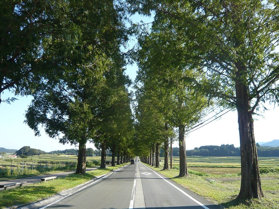 Makino Metasequoia avenue summer green