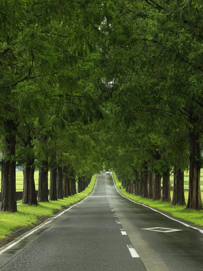 Metasequoia Avenue in Takashima with autumn foliage