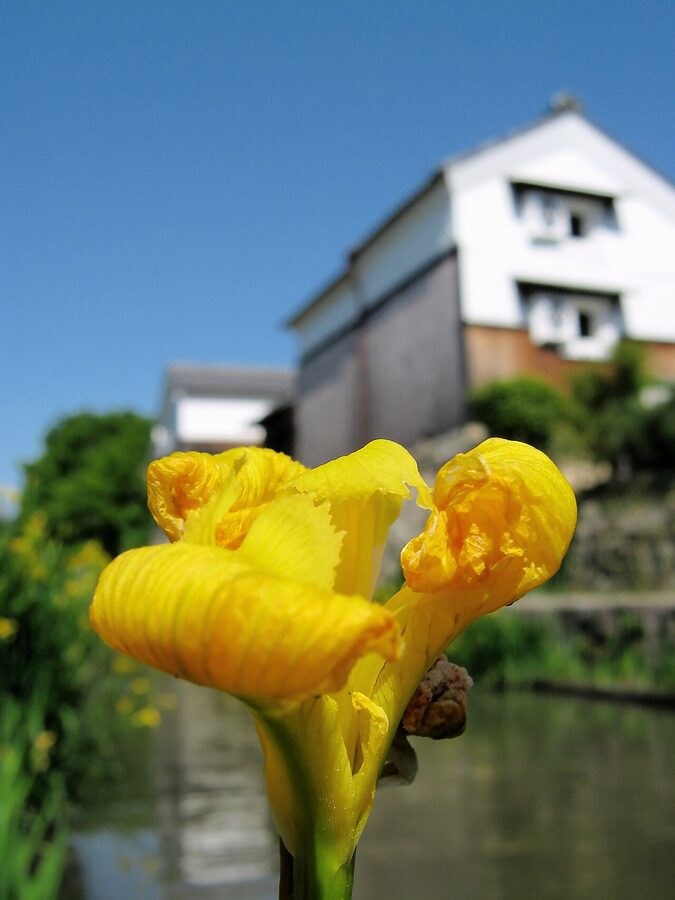 Omihachiman canal with traditional warehouses