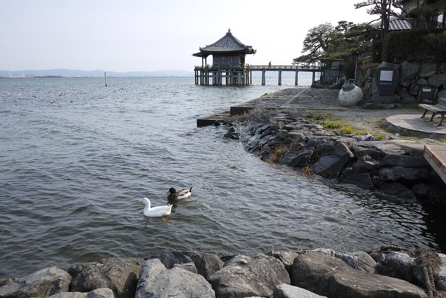 Ducks at Ukimido floating temple on Lake Biwa
