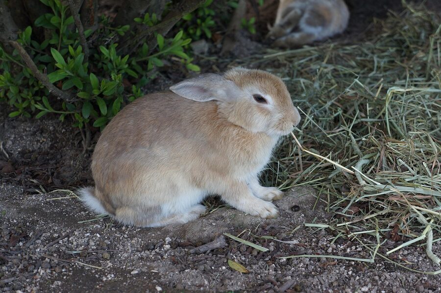 Wild rabbit close-up at Okunoshima