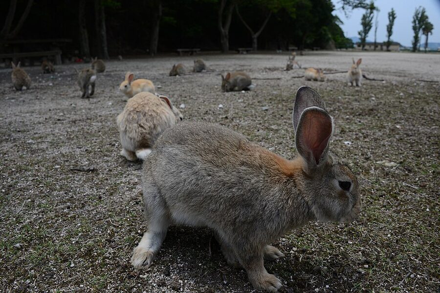 Rabbit scene on Okunoshima