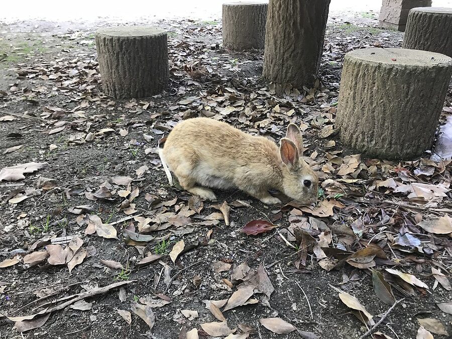 Wild rabbit on Okunoshima