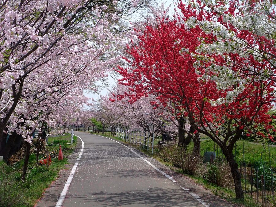 Cherry and peach blossoms along the Ring Ring Road in spring