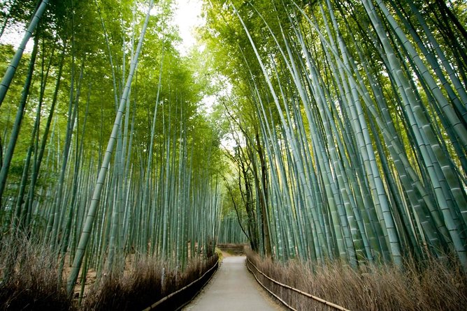 Afternoon Kyoto Bike Tour: Bamboo Forest, Monkeys & Hidden Spots - Key points to know before booking