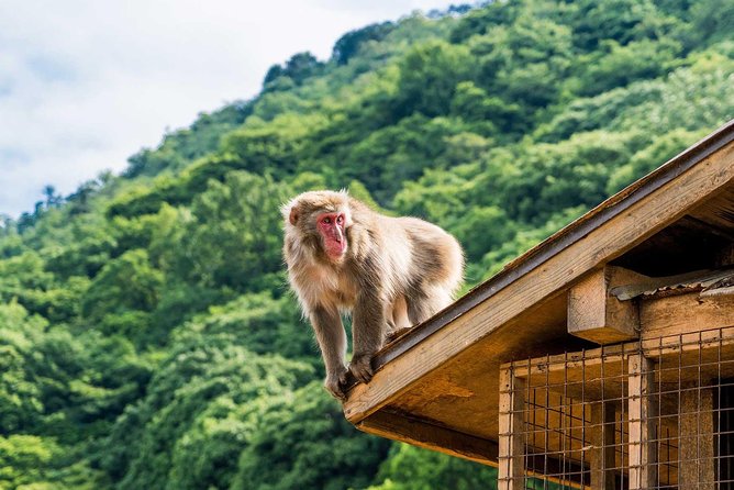 Afternoon Kyoto Bike Tour: Bamboo Forest, Monkeys & Hidden Spots - Iwatayama Monkey Park and the climb to the top