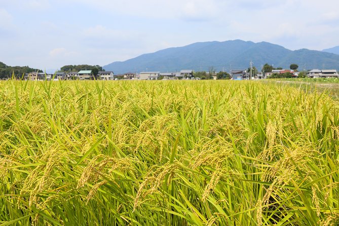 Japan's Rural Life & Nature: Private Half Day Cycling Near Kyoto - Lake Biwa views and optional time in Hikone
