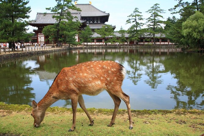 Nara - Highlights Bike Tour - Key details before you book