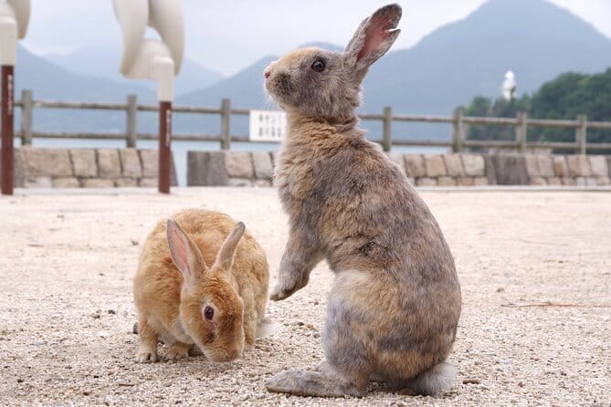 Okunoshima Rabbit Island Cycling Tour with Local Guide - Why Okunoshima is more than Rabbit Island
