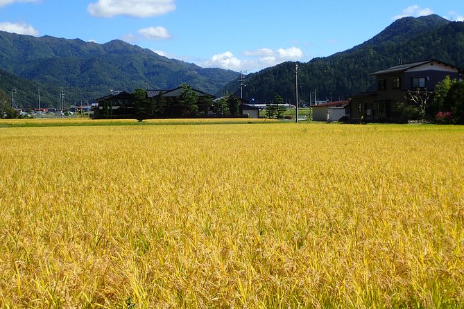 Private-group Morning Cycling Tour in Hida-Furukawa - What the private guide changes