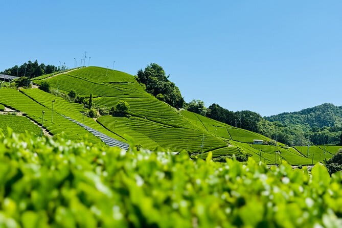 Slow Cycling Tour at Uji's Matcha Green Tea Fields and Heritage - Asagiri Bridge and the Uji River