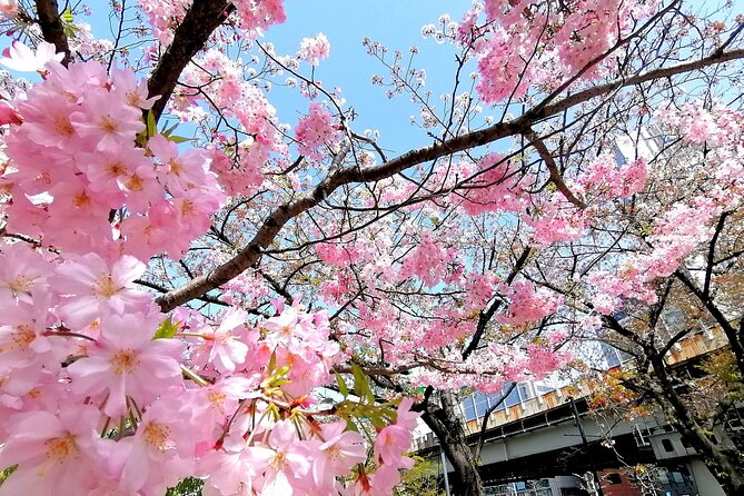 Tokyo Cherry Blossoms blooming spots E-bike Tour, 3hrs - Why an e-bike is a smart way to see Tokyo’s sakura