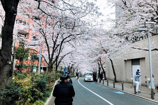 Tokyo Cherry Blossoms blooming spots E-bike Tour, 3hrs - Yasukuni Shrine and a chance to walk