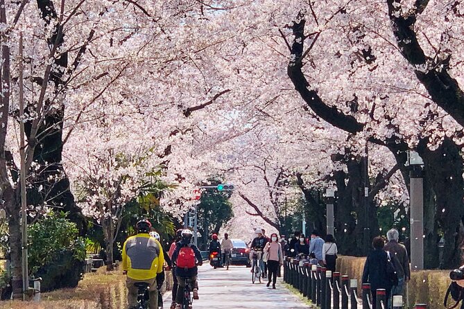 Tokyo Cherry Blossoms blooming spots E-bike Tour, 3hrs - What the guides add to the ride
